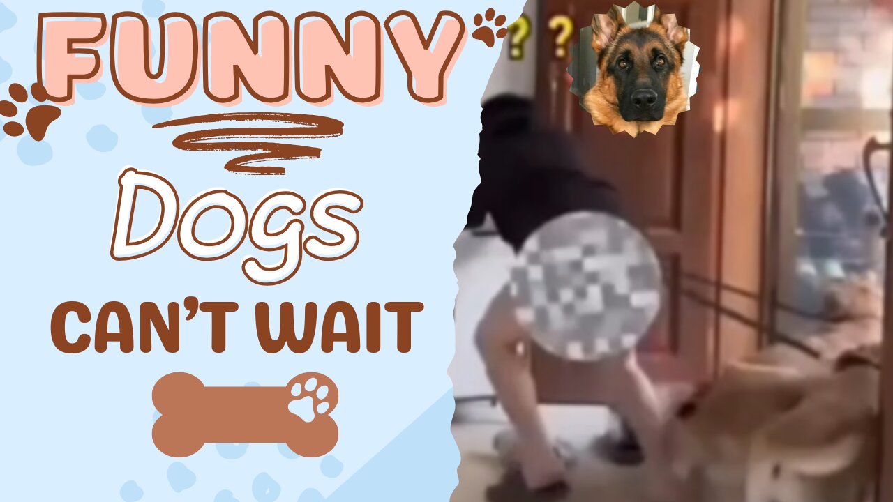 Dogs can't wait