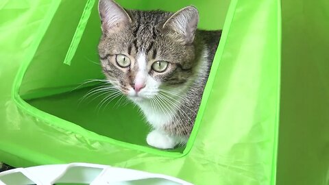 Cat Leaves the Tent for New Adventures