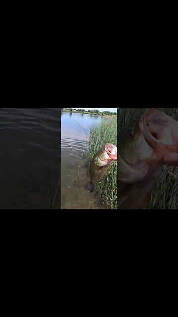 The NEVER released SECRET bait by Cast Cray!