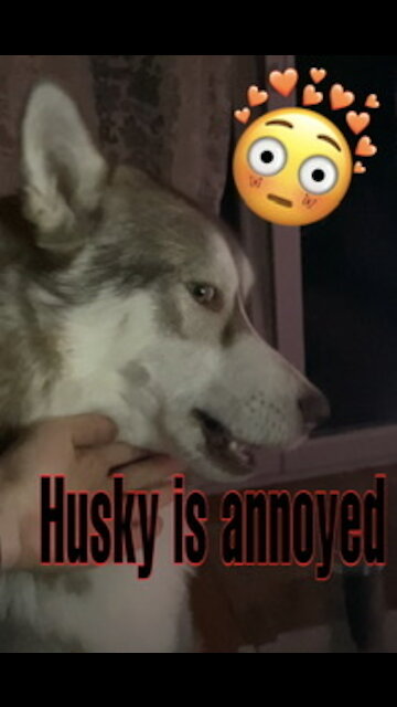Mey Husky is angry