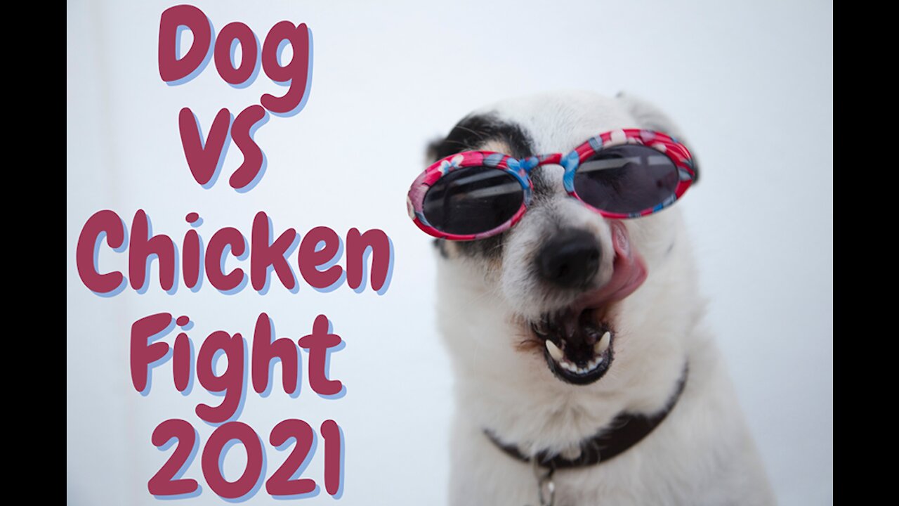 Dog VS Chicken Fight 2021 - Funny Dog Fight Videos