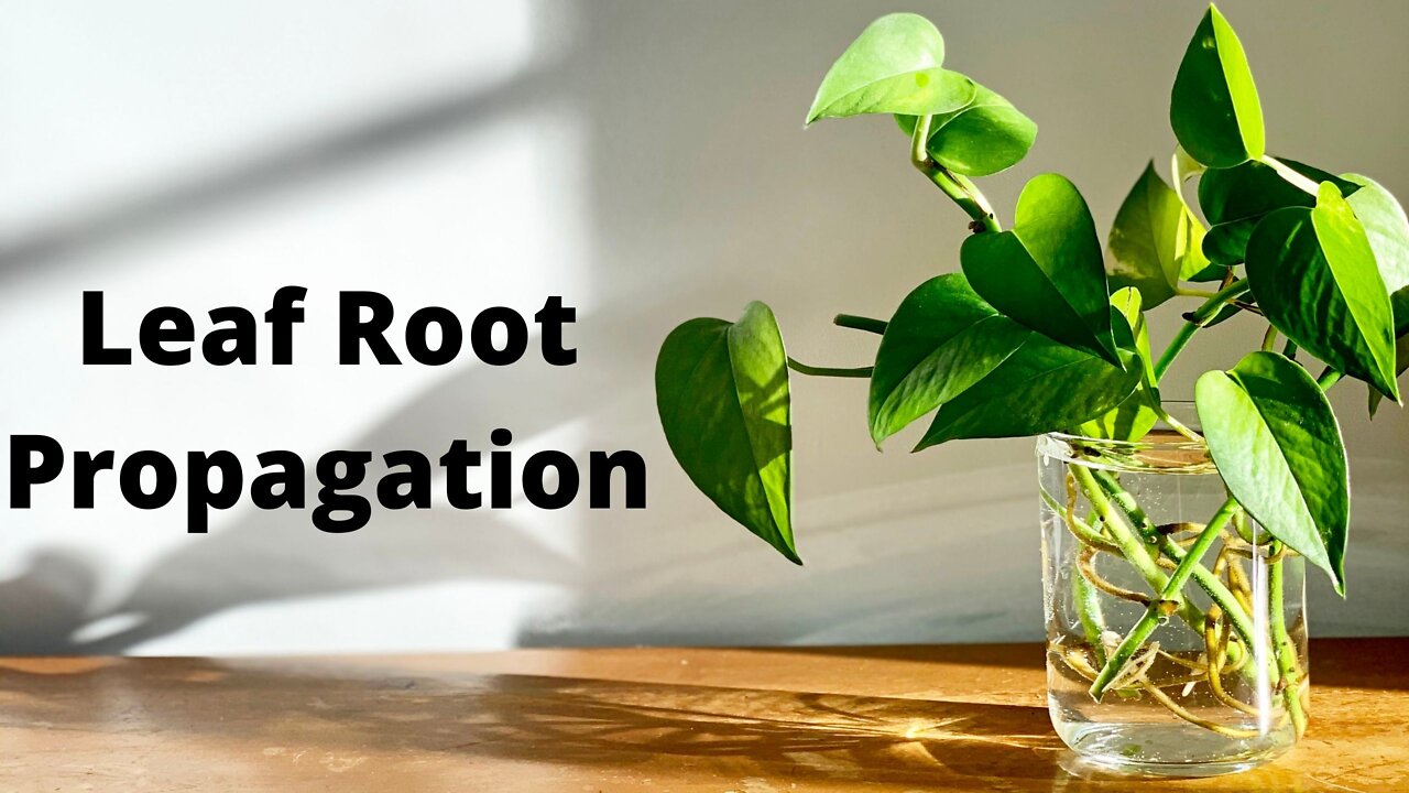 Cultivation | Root Propagation