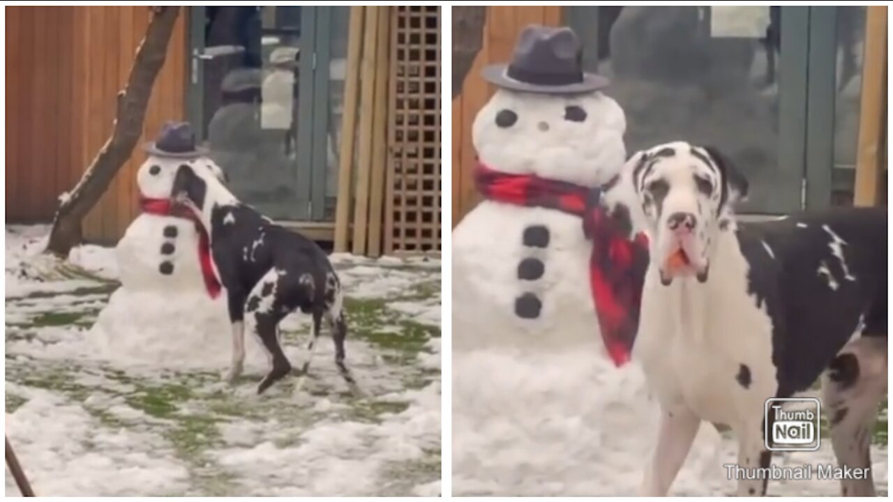 Dog Eats Snowman Nose