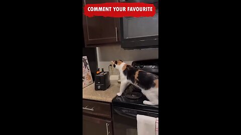 funny video😂😂.. Watch hilarious reaction of animals very funny😂😂