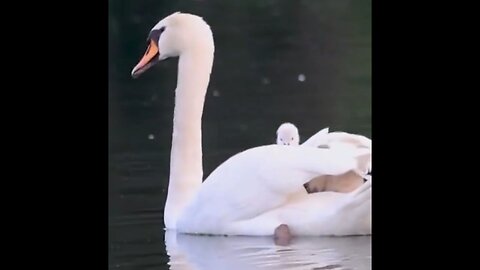 Mothership