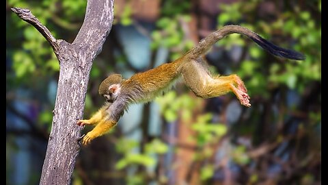 monkey mating