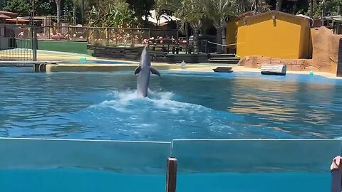 Espectáculo con delfines en el delfinario de Selwo Marina