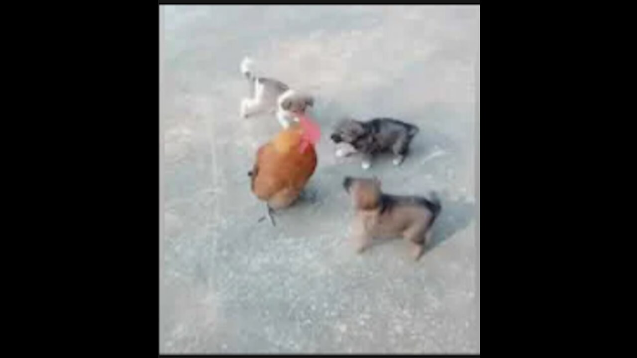 Chicken VS Dog Fight