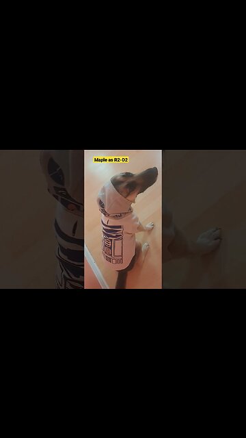 Cosplay Dreams Come True with Maple the Doggo