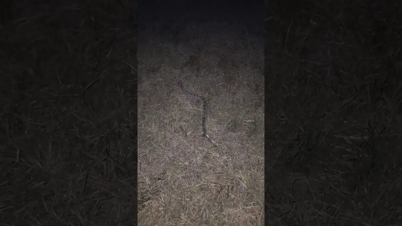Late night snake 🐍 action #rattlesnake #snake #countryliving #reptile #shorts