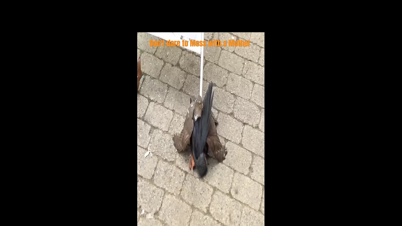 sparrow mother take revenge with crow