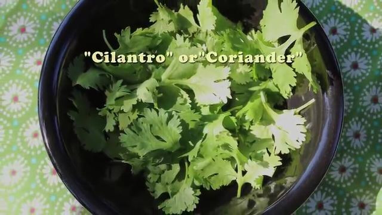 Cilantro (Coriander) Heavy Metal Detox