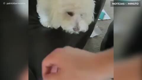 Este cão não deixa ninguém encostar em seu brinquedo