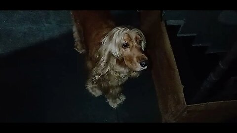 #dogshow , #animals , #dogs