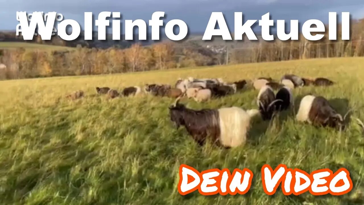 Dein Video auf Wolfinfo Aktuell 8