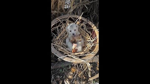 Cute puppy eating 🍗