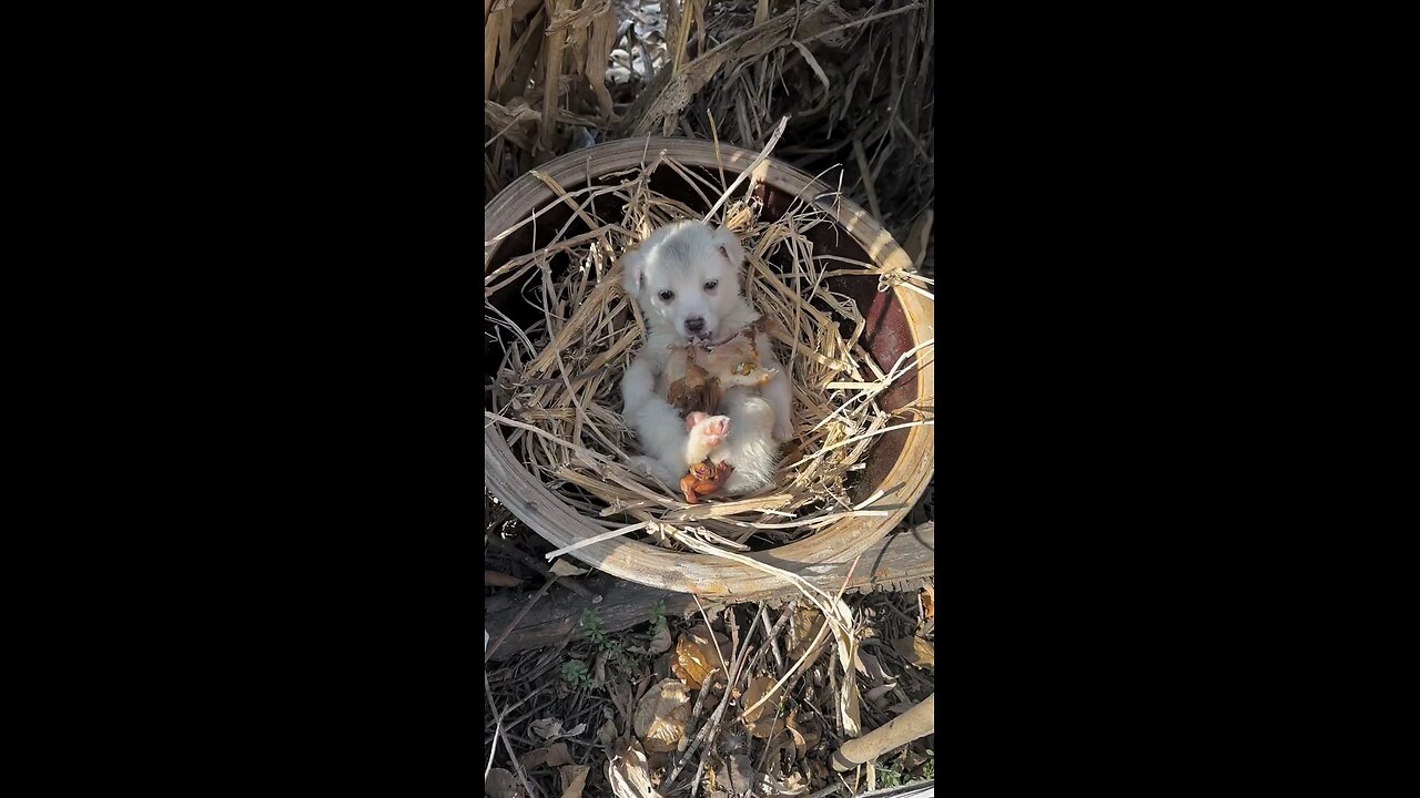 Cute puppy eating 🍗