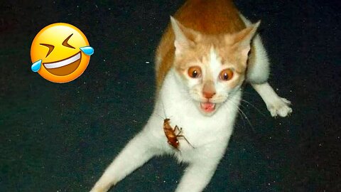 😱 It's To LAUGH When Watching This Video Of The FUNNIEST ANIMALS On Earth 😱 - Funniest part:- 117