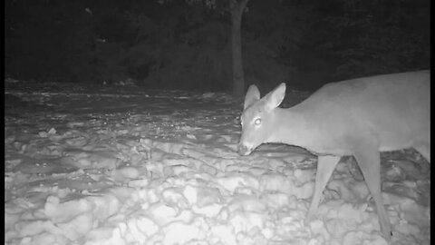 DeerCams # 001