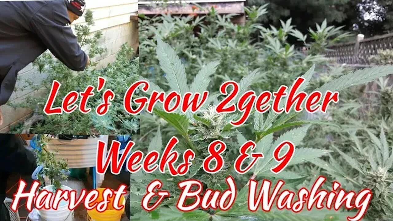 Lets Grow 2gether: Weeks 8 & 9 plus Harvest