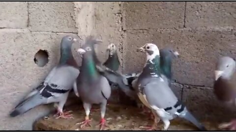 All these pigeons come every morning to eat grains on my terrace.