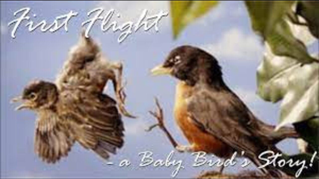 First Flight - a Baby Bird's