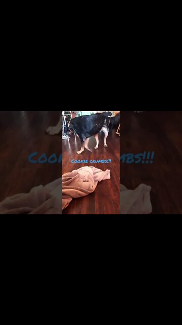 #Coonhound took #Labrador’s cookie crumbs. #ShortsVideo, #Shorts.