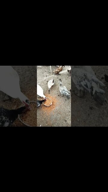 A couple of ducks eating some grain