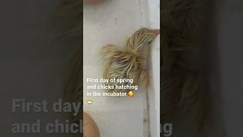 First day of spring and we have chicks hatching! 😍