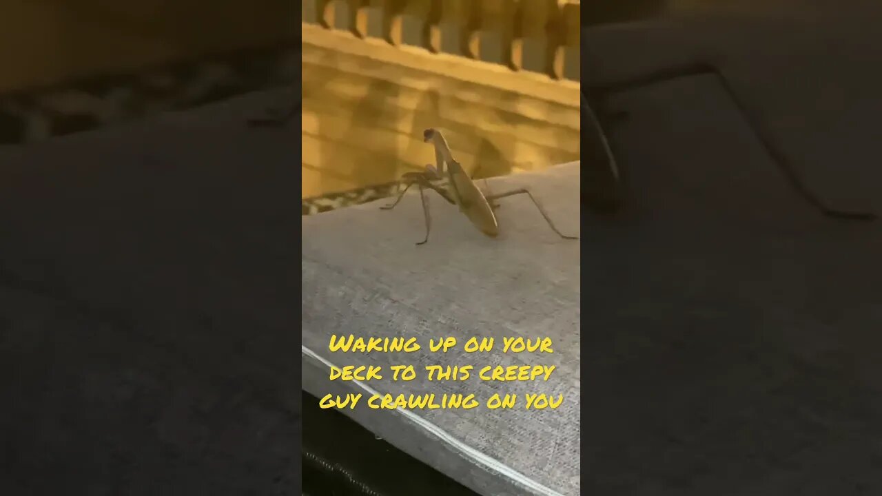 Creepy praying mantis crawling on you