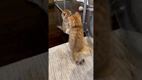 Cats trying to Hug 🤗 #ytshorts #shortsfeed #doglover #catshorts #shortsvideo #catslover #catvideos