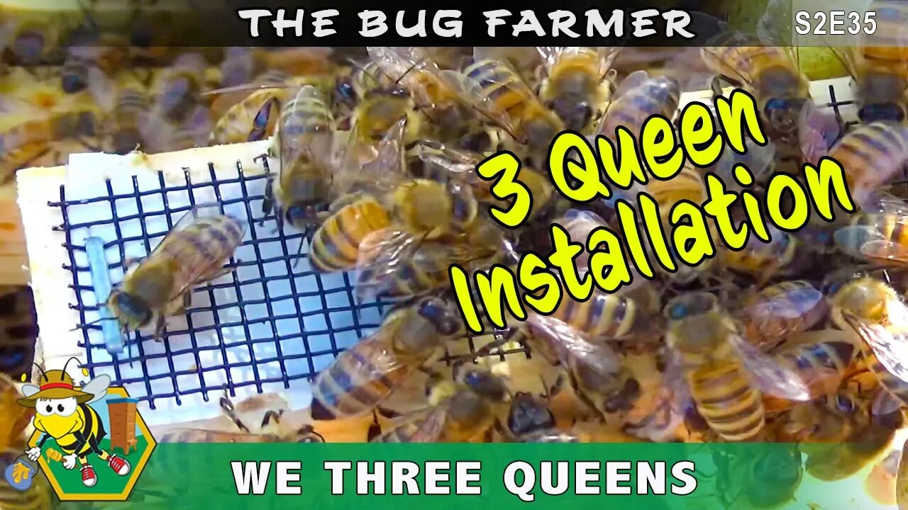 Three New Queens-Installing new queen in the Orange, Green, and the Red Flowhive.