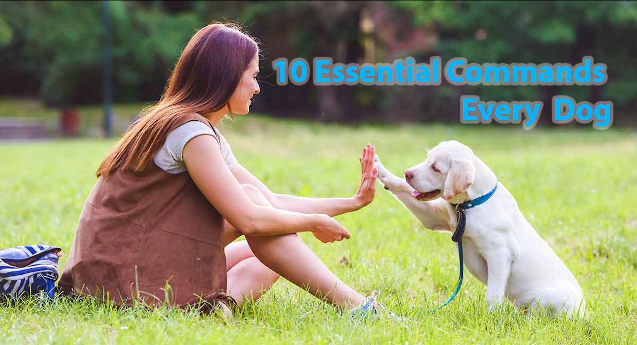 Basic Dog Training – TOP 10 Essential Commands Every Dog Should Know!