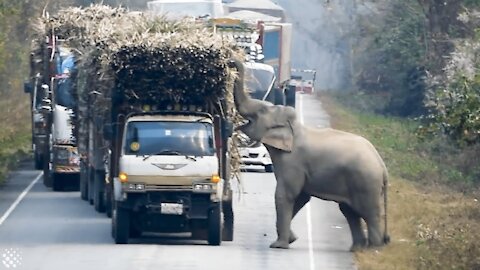 Elephant Blocks Trucks To Steal Bundles Of Sugar Cane