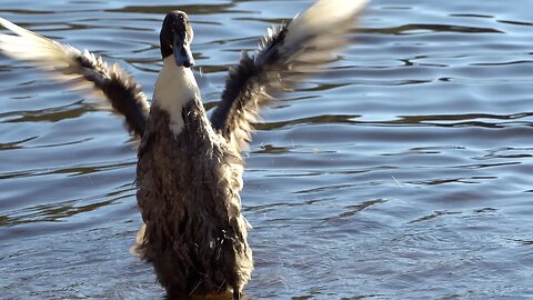 CatTV: duck taking full bath