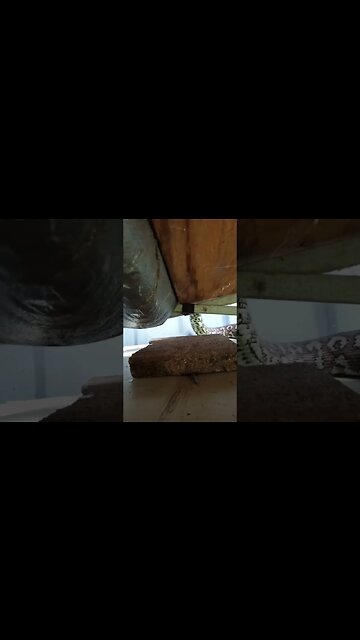 Python going up on to the tarp above the air conditioner 14th May 2023