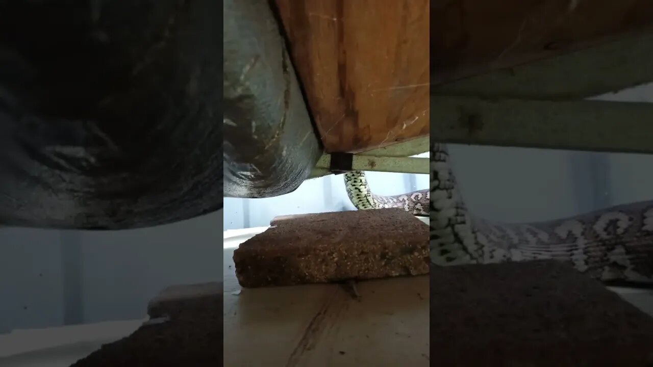 Python going up on to the tarp above the air conditioner 14th May 2023