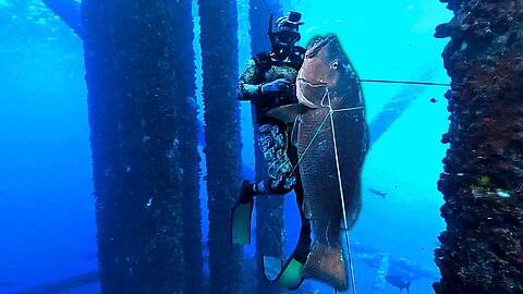 Spearfishing Offshore Oil Rigs WORLD RECORD 137 lb Cubera Snapper!