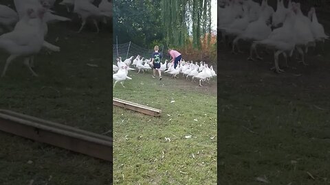 #homesteading #turkeys #thanksgiving #grow #dinnertime #farmlife