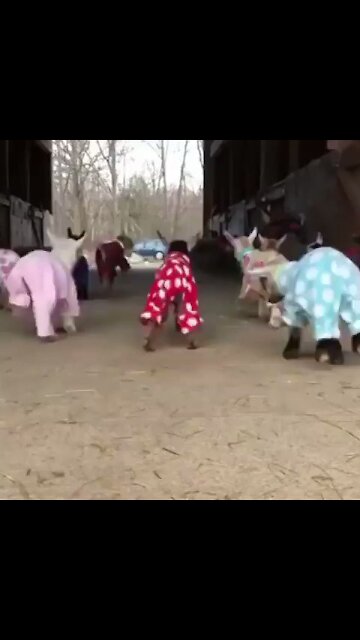Baby Goats in pajamas 😅