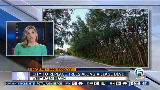 Pine trees lining Village Boulevard to be torn down in West Palm Beach