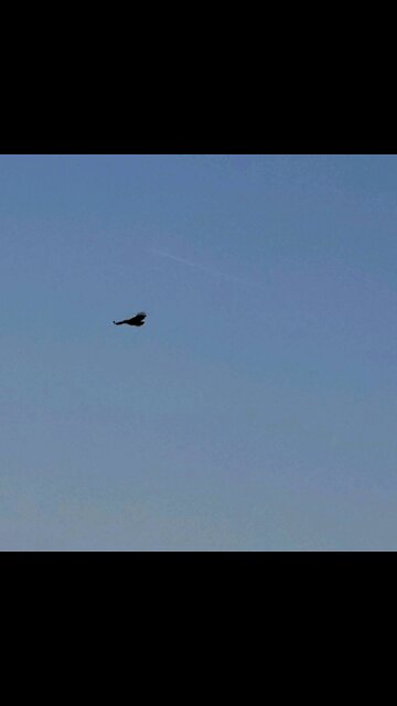 Redtail Hawk over downtown Morgan Hill and El Toro Trail Park