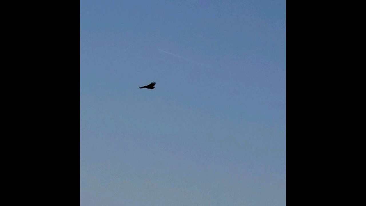 Redtail Hawk over downtown Morgan Hill and El Toro Trail Park