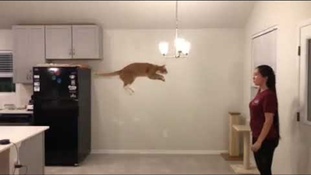 cat takes a huge leap into owners arms