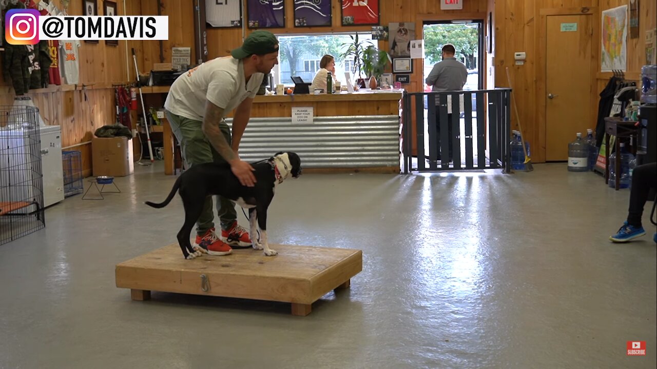 This is how you train ANY DOG the basics - Dog Training foundation