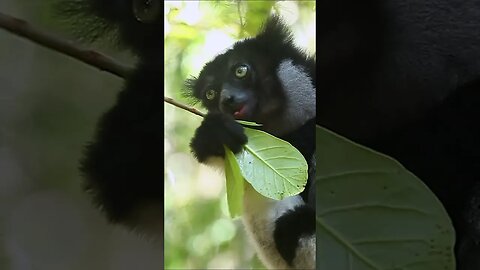 So CUTE when Lemurs eat #shorts #short