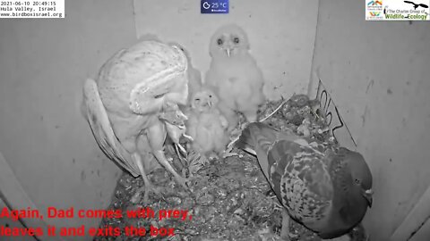 Must watch the dramatic ending Wild pigeon lays egg in active barn owl next to 7barn owl nestlings