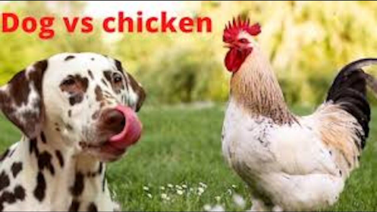 Funny Dog and Chicken