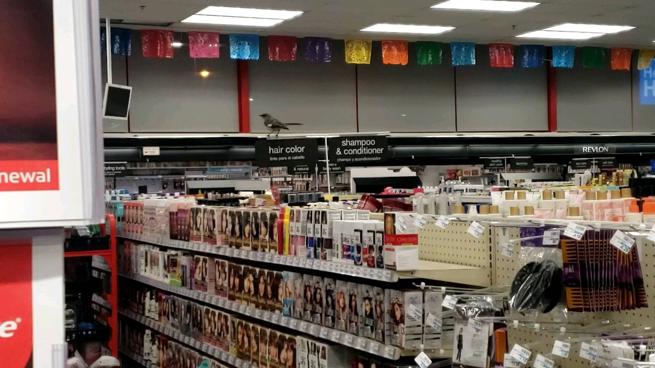 Chasing bird inside CVS store