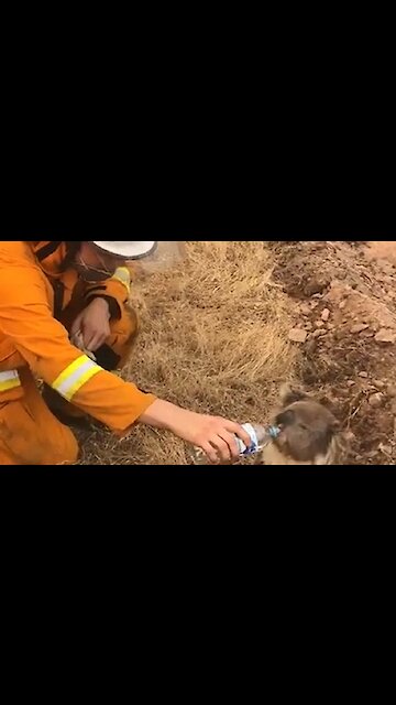 Firefighter gives water to thirsty Koala as Australia bushfires rage on